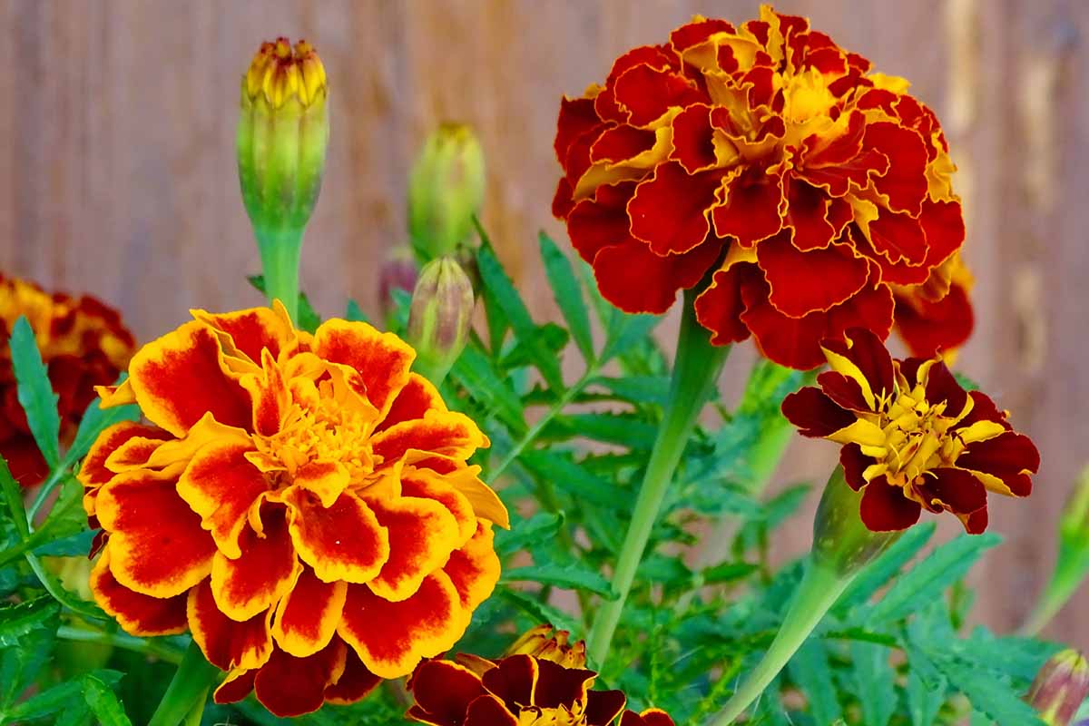 A close up horizontal image of French marigolds in full bloom growing in a container with a wooden fence in the background.