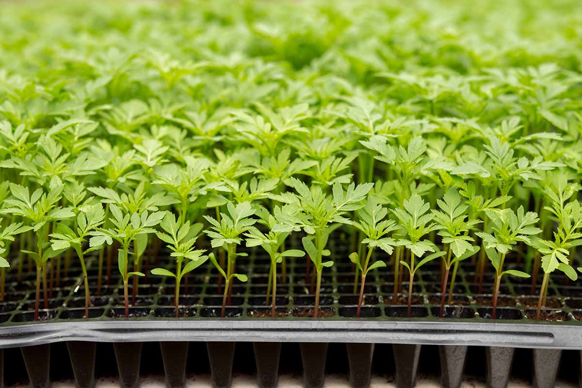 A close up horizontal image of a flat with numerous seedlings ready to be transplanted.