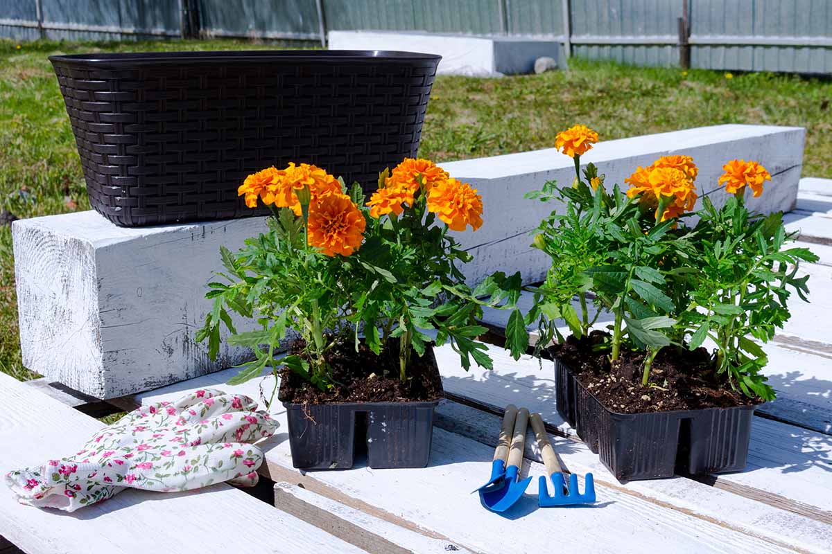 A horizontal image of two six-packs of Tagetes flowers set on a wooden deck with gloves and gardening tools, pictured in bright sunshine.