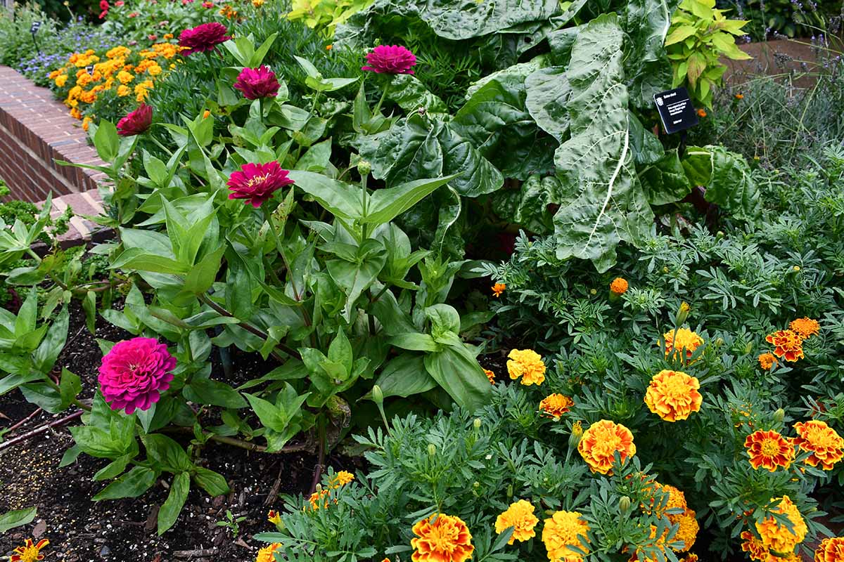 A horizontal image of a mixed flower and vegetable garden.