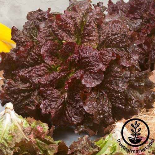 A square product photo of Merlot lettuce.
