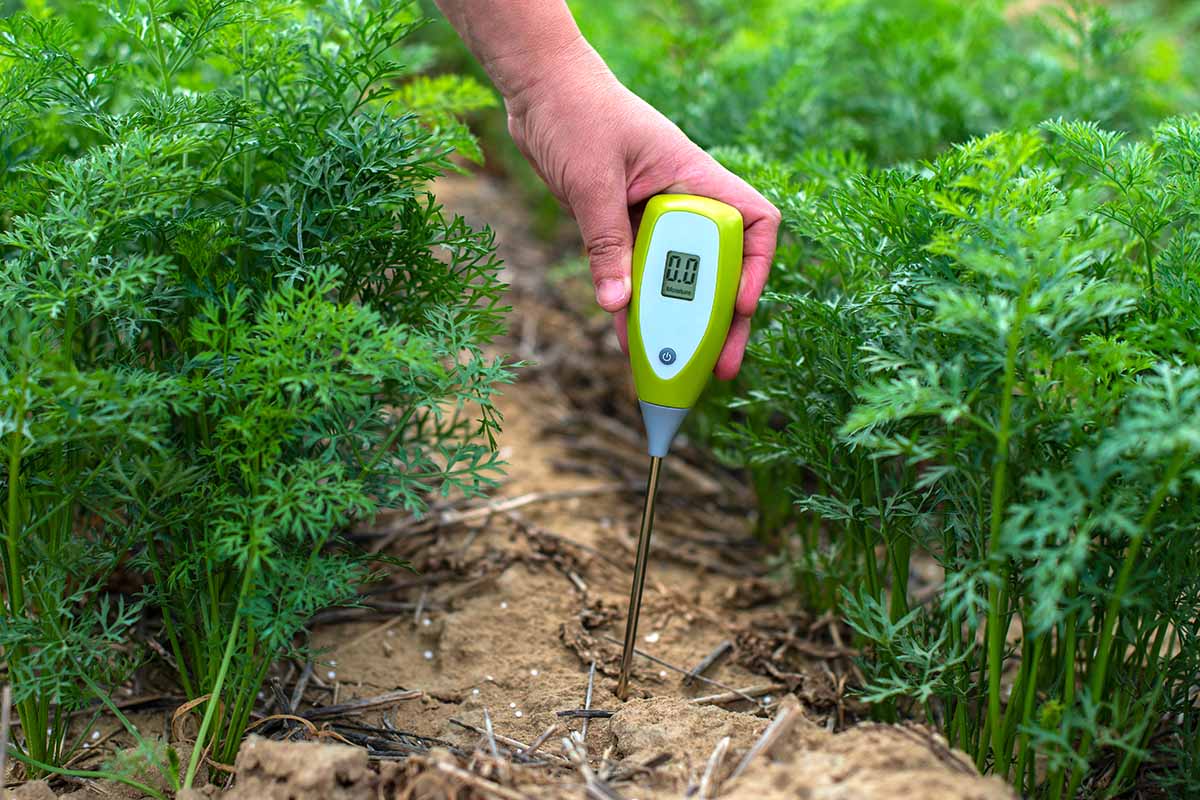 A close up horizontal image of a gardener using a hygrometer to measure the moisture in the soil in a vegetable garden.