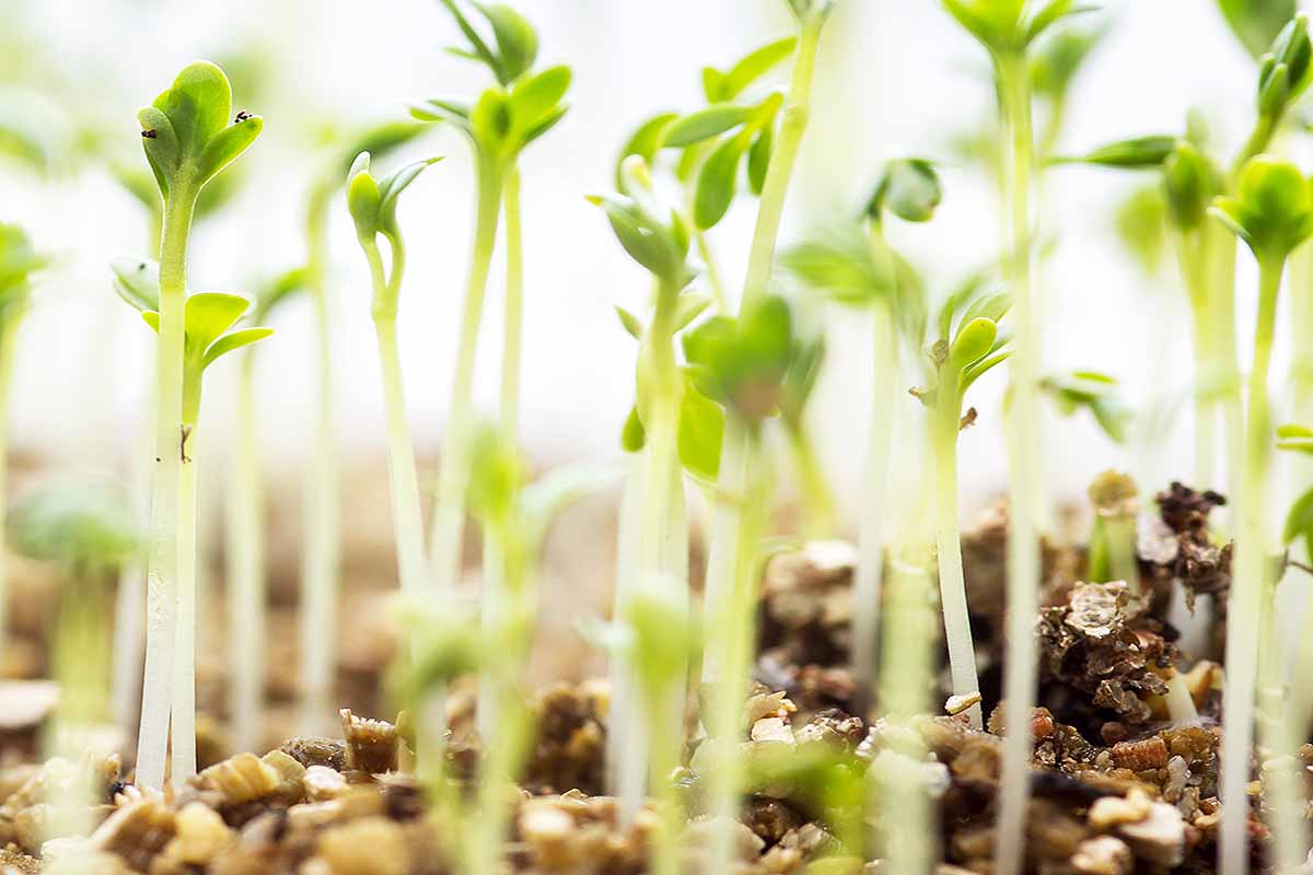 A horizontal close up photo of tiny watercress seedlings emerging from a stony soil.