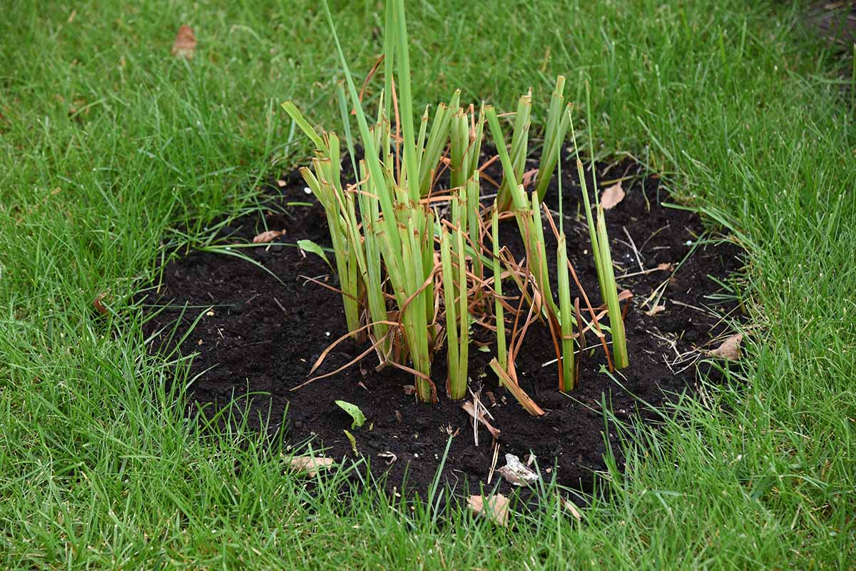 A horizontal photo of a clump of daylilies that have been pruned back and transplanted to freshly dug garden soil.
