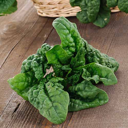 A square product photo of Noble Giant spinach on a wooden table.