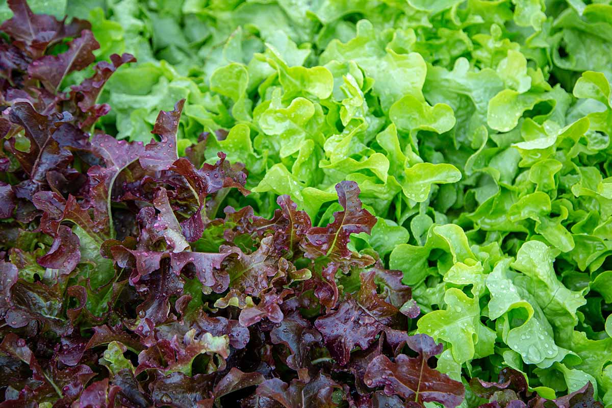 A horizontal shot of red and green oak lettuce growing in a garden.