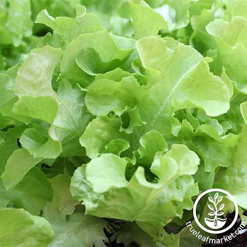 A square product photo of Oakleaf lettuce.