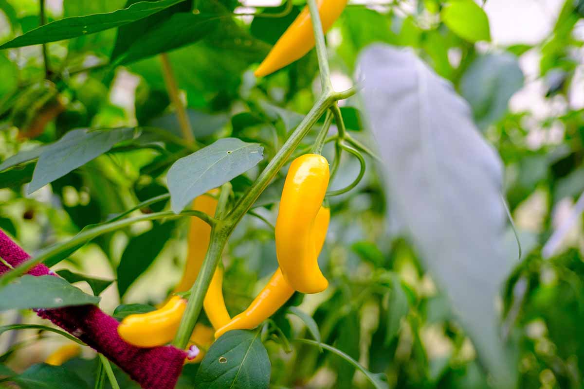 A horizontal photo of a cayenne pepper plant with several light orange fruits ready to be harvested.