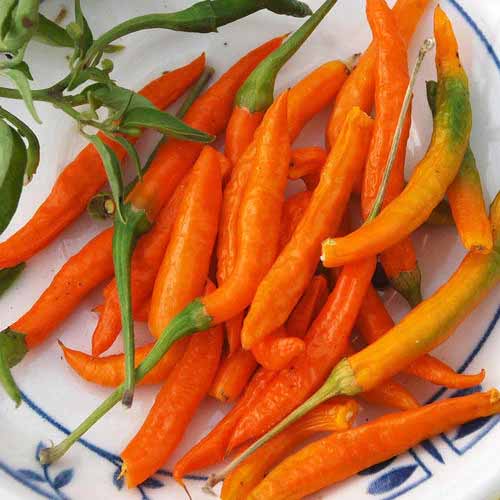 A square product photo of Orange Cayenne peppers harvested on a plate.