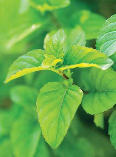 A vertical image of the foliage of 'Orange' mint pictured on a soft focus background.