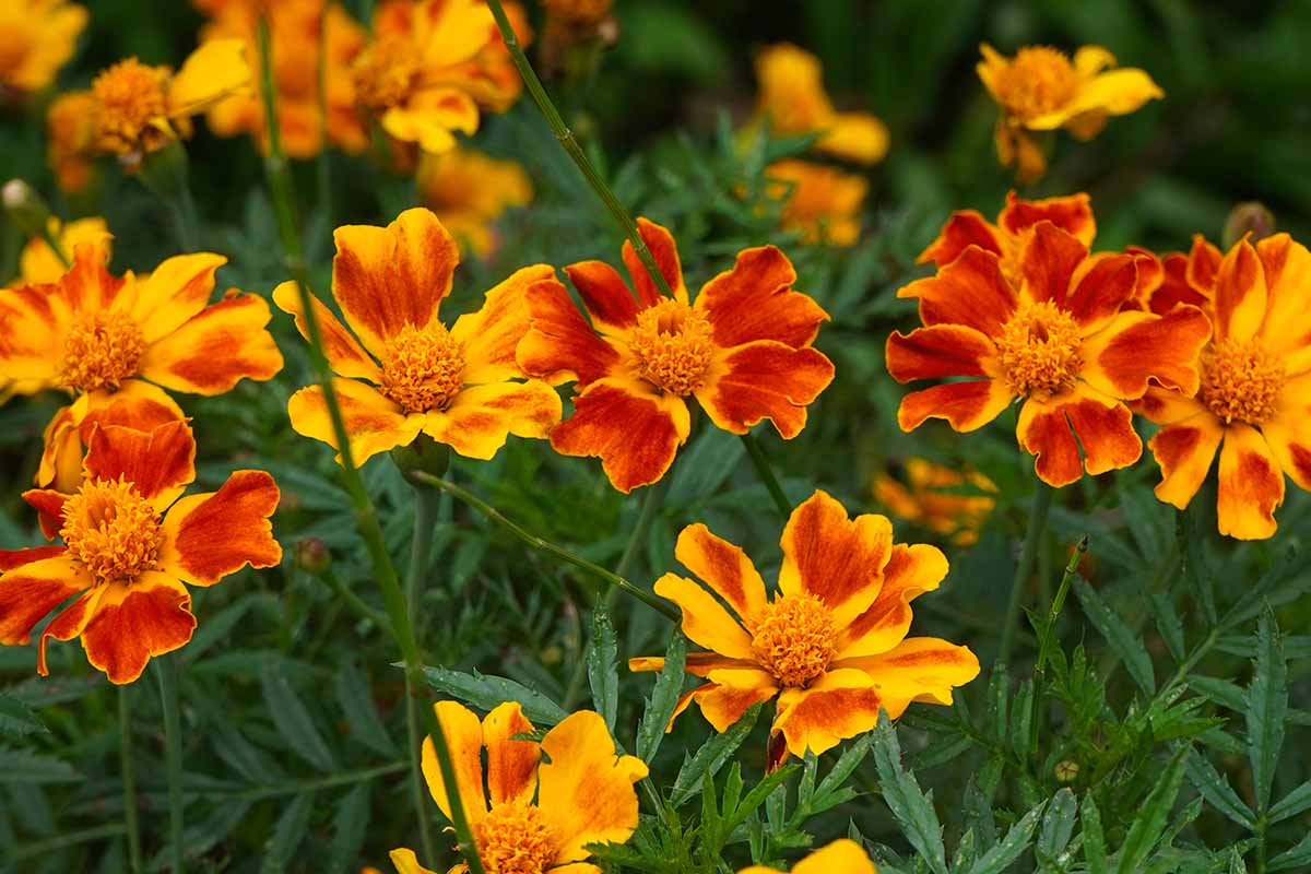 A close up horizontal image of Tagetes tenuifolia flowers growing in the garden, with foliage in soft focus in the background.