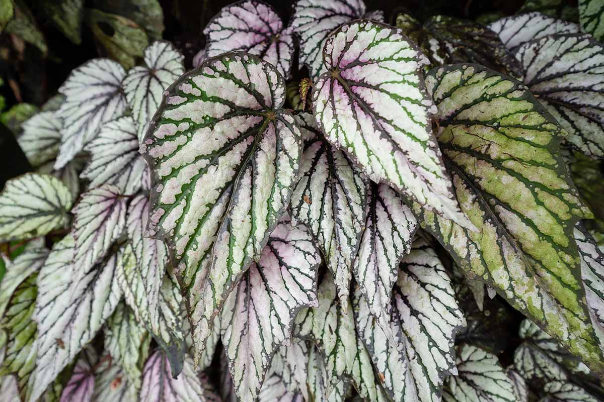 A close up horizontal image of a rex begonia (aka painted leaf) growing in a large pot pictured on a dark background.