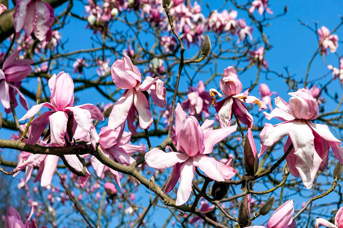 A horizontal photo of a branch on a magnolia tree covered in pale pink blossoms set against a blue sky.