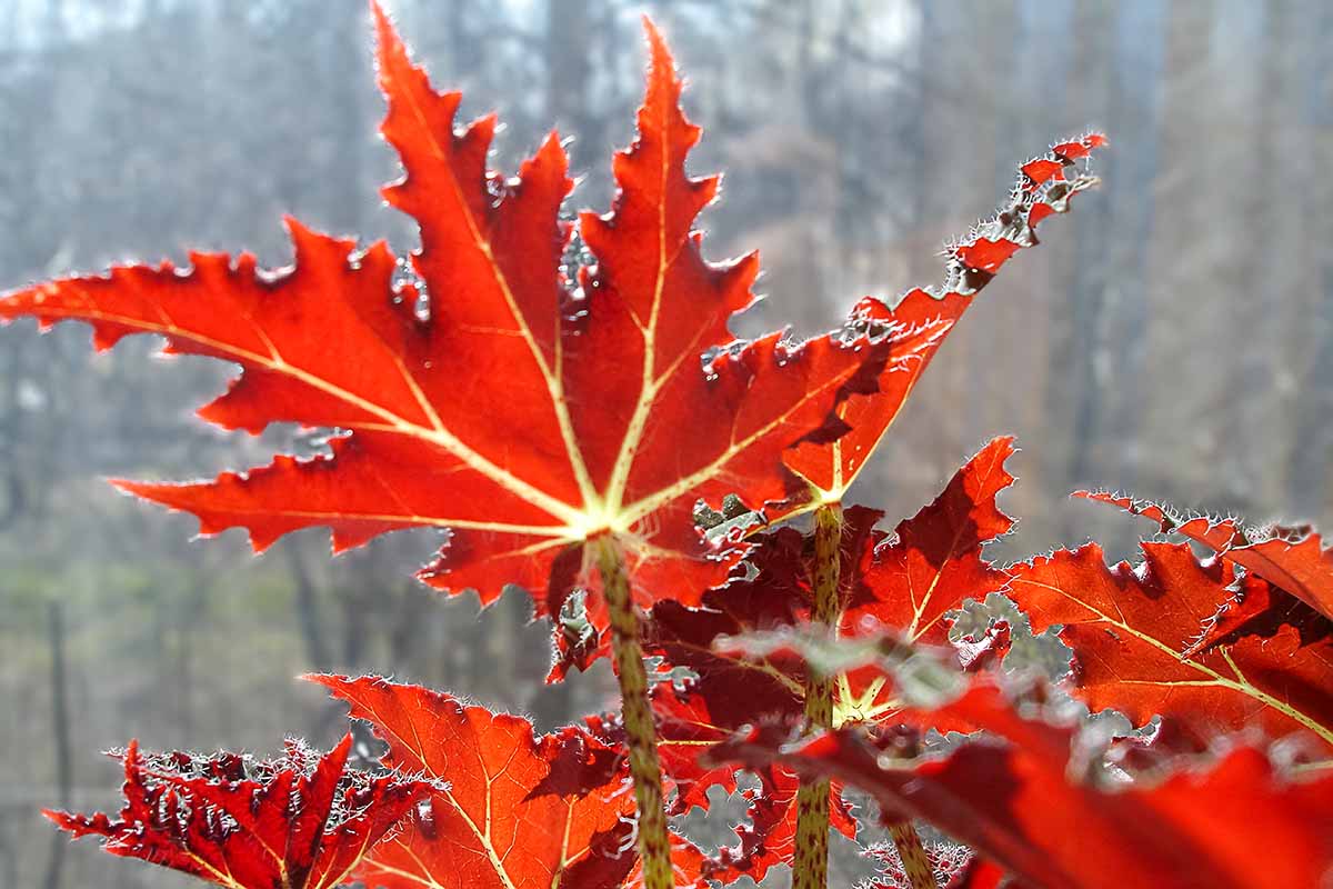 A close up horizontal image of bright red peltate foliage against a soft focus background pictured in bright sunshine.
