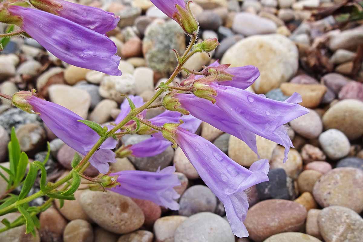 A horizontal photo of a Penstemon Fruticosus with pale purple blooms growing out of a bed of stones.