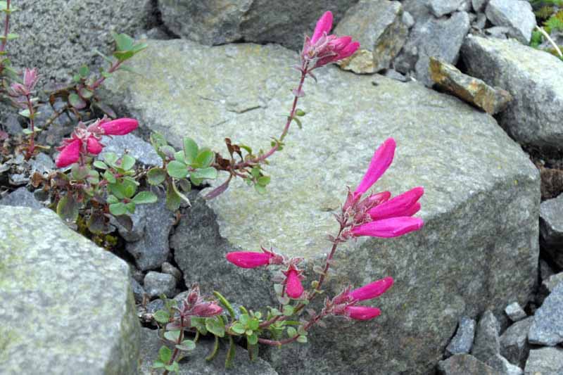 A horizontal photo of a Newberryi penstemon plant with bright pink blooms growing between two large rocks.