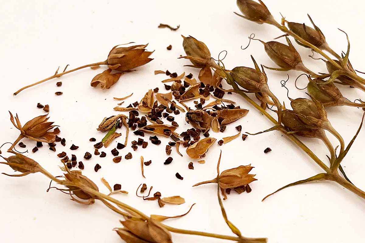 A horizontal shot of several dried penstemon pods, some are cracked open with small brown seeds spilling out.