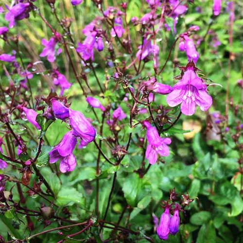 A square product shot of Smalli penstemon blooms growing in a garden.