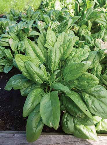 A vertical product shot of Persius spinach leaves growing in a planter.