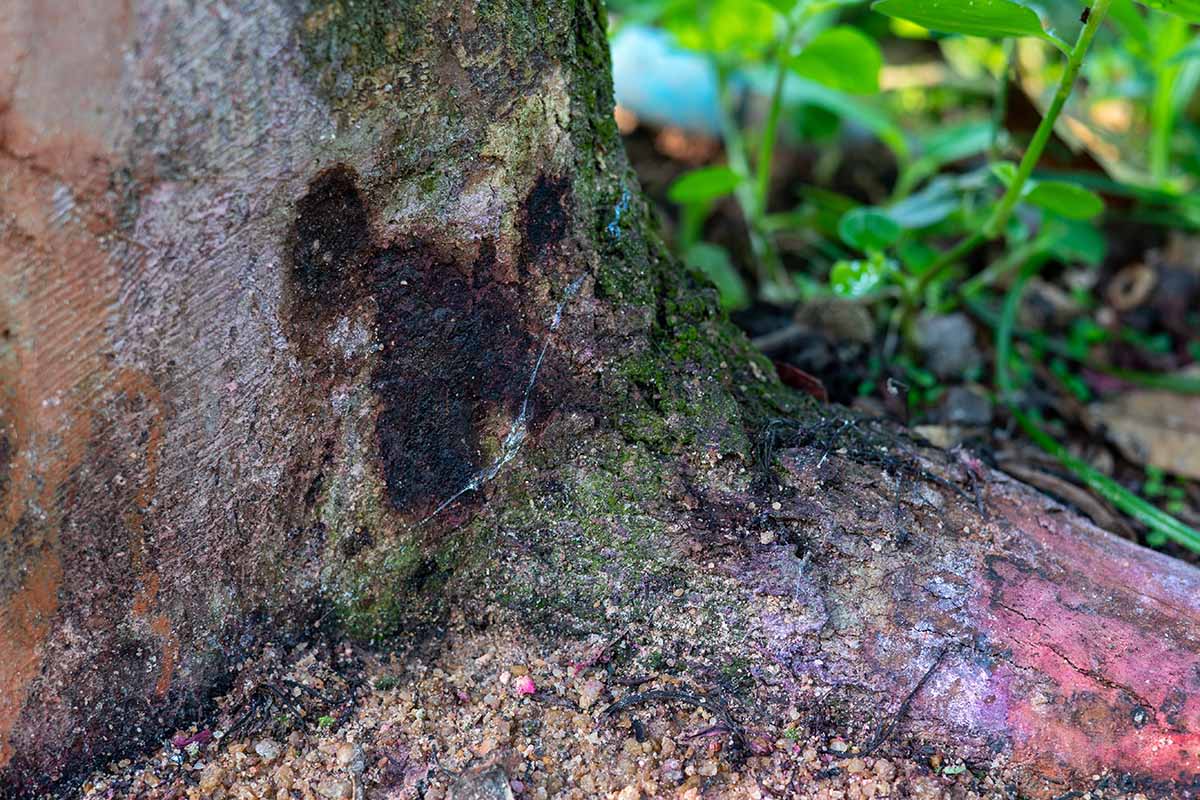 A horizontal photo of the base of a trunk with root rot symptoms.