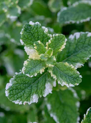 A vertical image of the green and cream variegated foliage of pineapple mint pictured on a soft focus background.