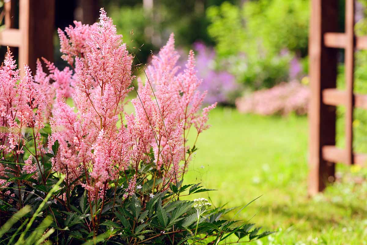 A horizontal image of light pink astilbe growing in a garden border with a lawn and wooden arbor in soft focus in the background.