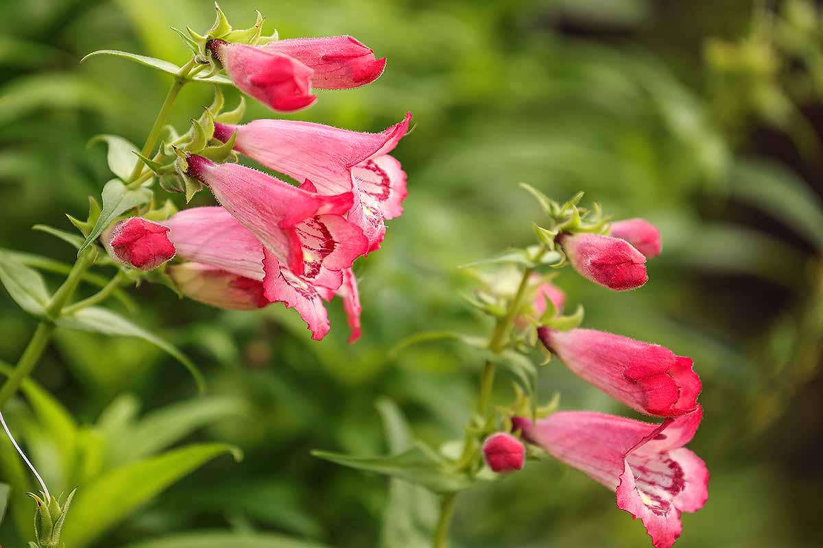 A horizontal close up of a pink penstemon plant with several stalks with some flowers still in the bud stage and some fully open.