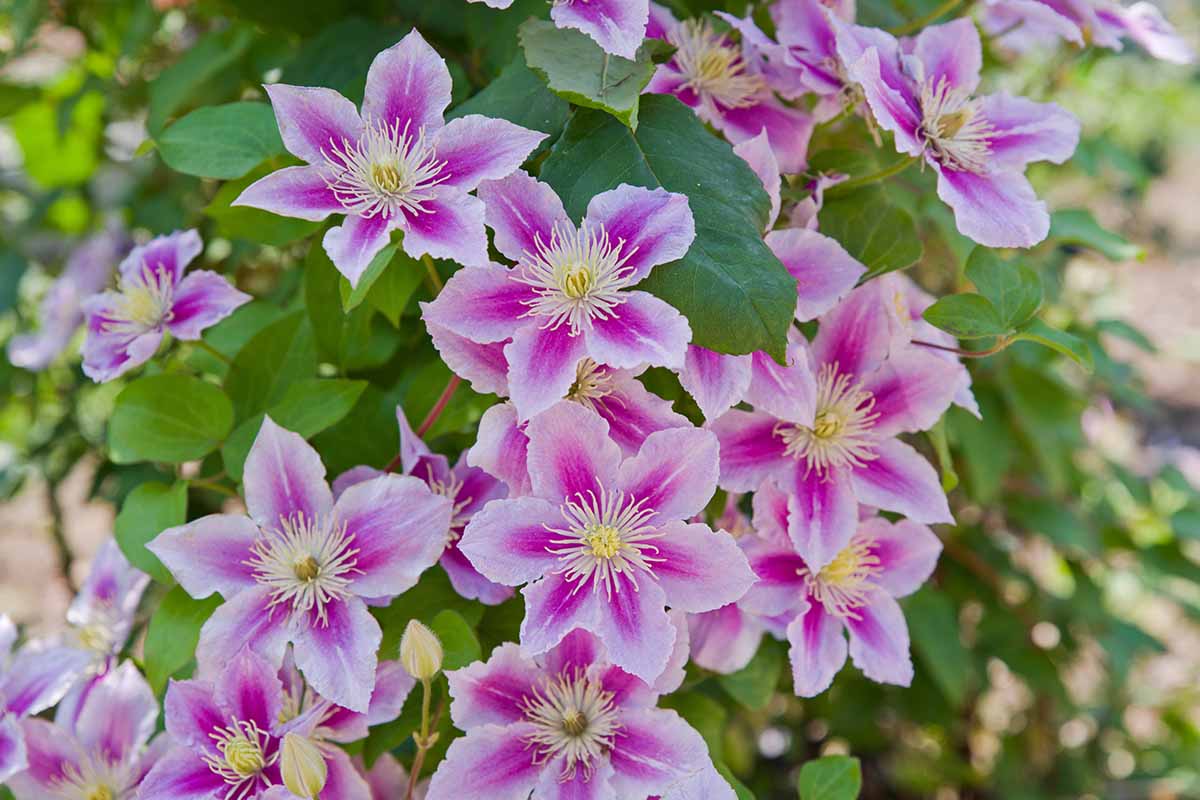 A horizontal shot of pink and white clematis blooming out in a garden lit with sunlight.
