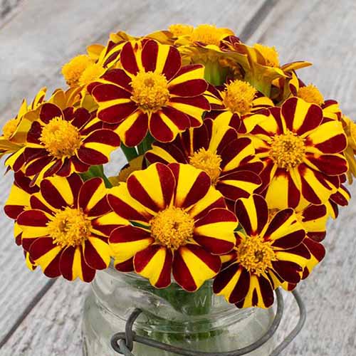A close up square image of the red and white flowers of 'Pinwheel' marigolds in a small jar set on a wooden surface.