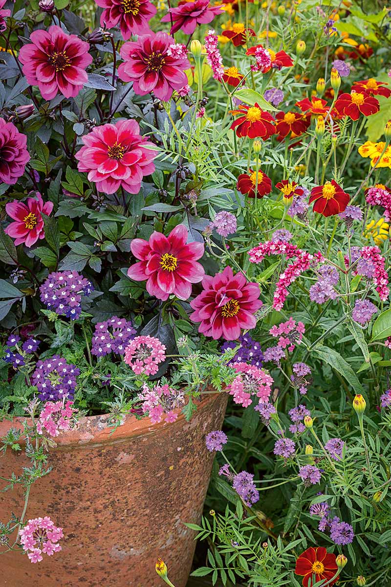 A close up vertical image of a terra cotta pot with a variety of colorful flowers including dahlias and marigolds.