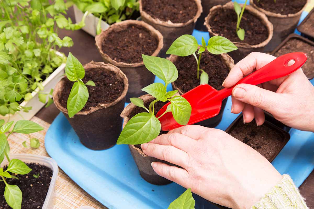 A horizontal photo of a gardener using a red spatula to pot up cayenne pepper plants in peat pots.