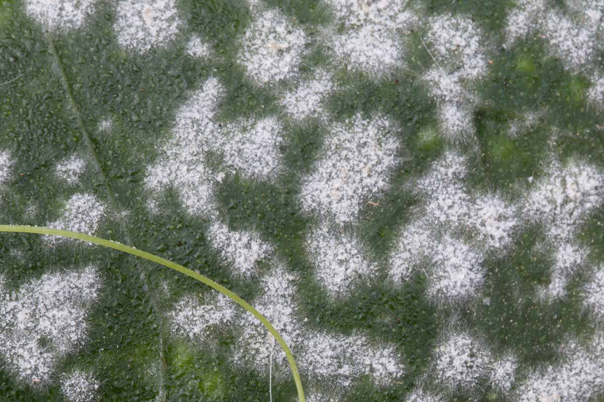 A horizontal close up photo of powdery mildew symptoms on a maple leaf.