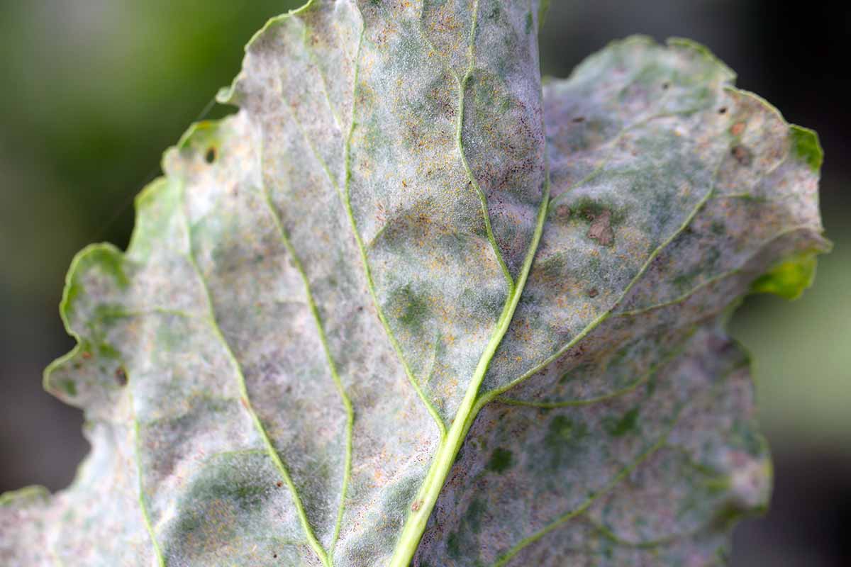 A close up horizontal image of a leaf infected with powdery mildew.