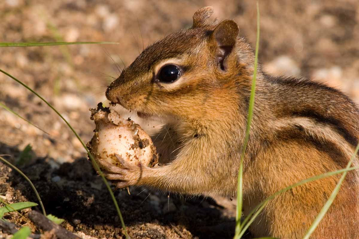 A close up horizontal image of a chipmunk feeding on a spring-flowering bulb.