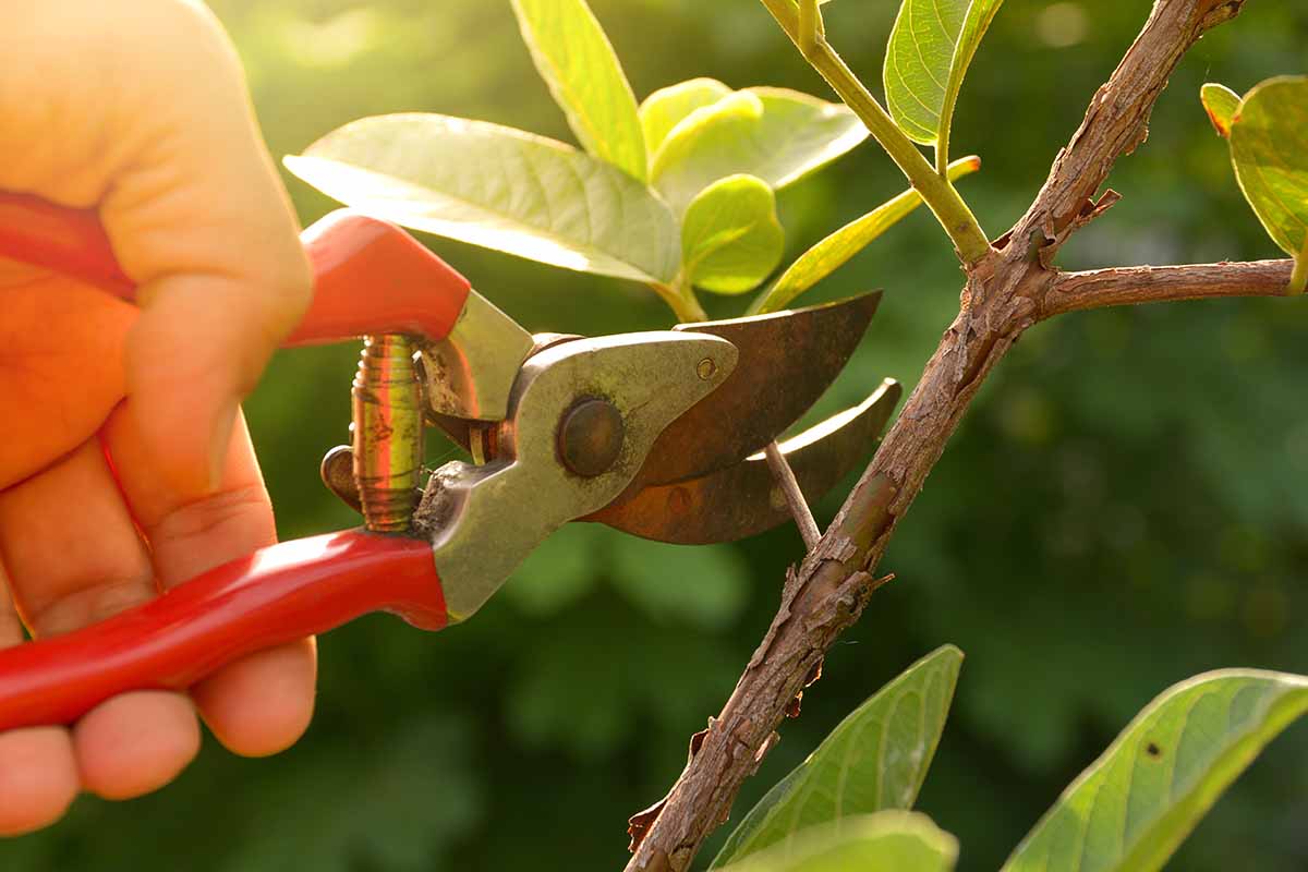 A close up horizontal image of a hand from the left of the frame holding a pair of pruners to snip a branch from a woody shrub.