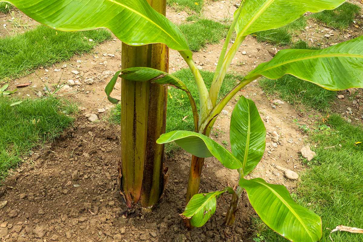 A horizontal image of a banana tree with pups growing at the base of the plant.