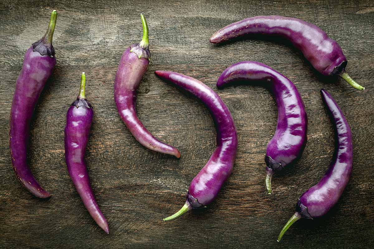 A horizontal photo of purple cayenne peppers freshly harvested lying on a wooden table.