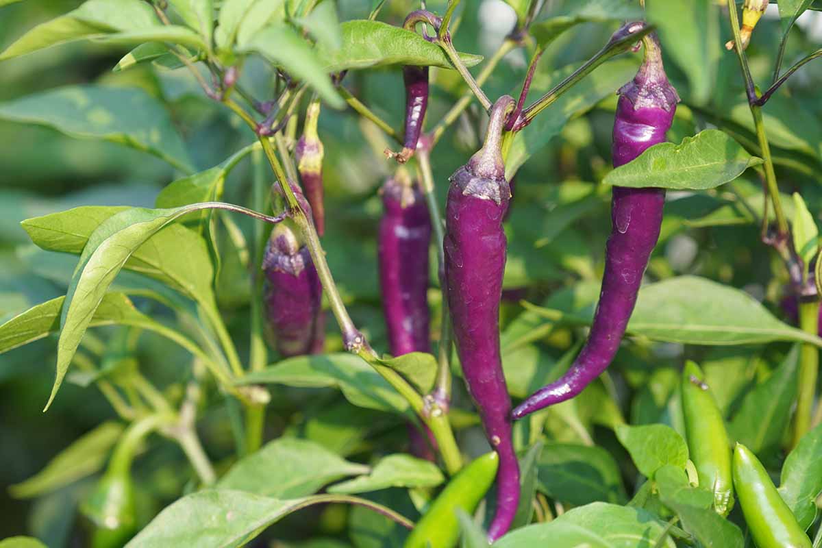 A horizontal photo of purple cayenne pepper plants growing in a garden with several dark purple fruits ready to be harvested.