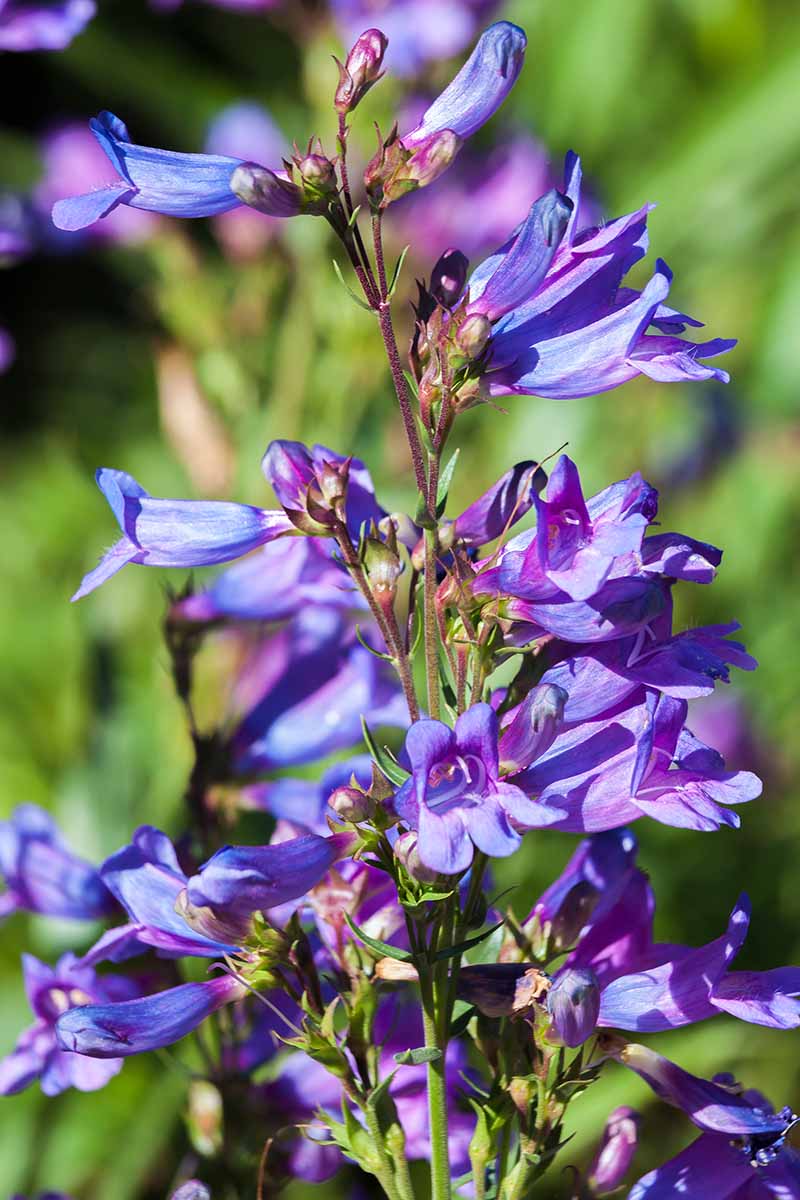 A vertical close up photo of a stalk of penstemon covered in purple blooms.