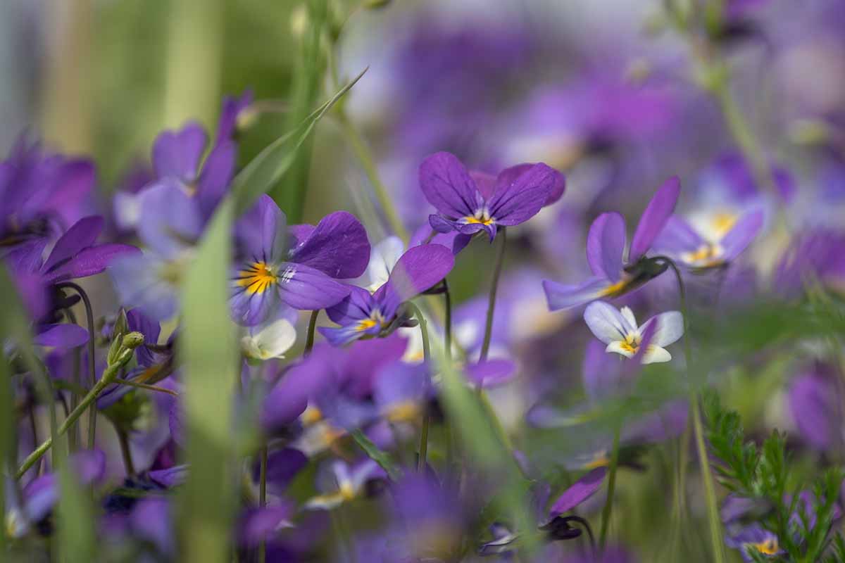 A horizontal photo of a patch of tricolor purple violets growing in the wild.