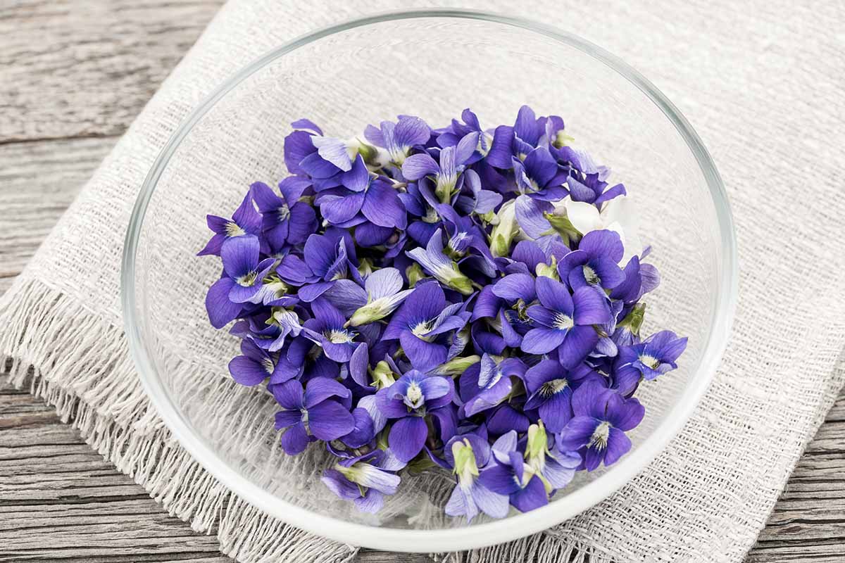A horizontal photo of a glass bowl of purple violet blossoms, sitting on a light colored cloth atop a wooden table.