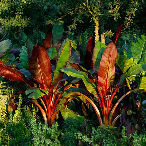 A square image of red Abyssinian ornamental banana plants growing in a tropical garden border.