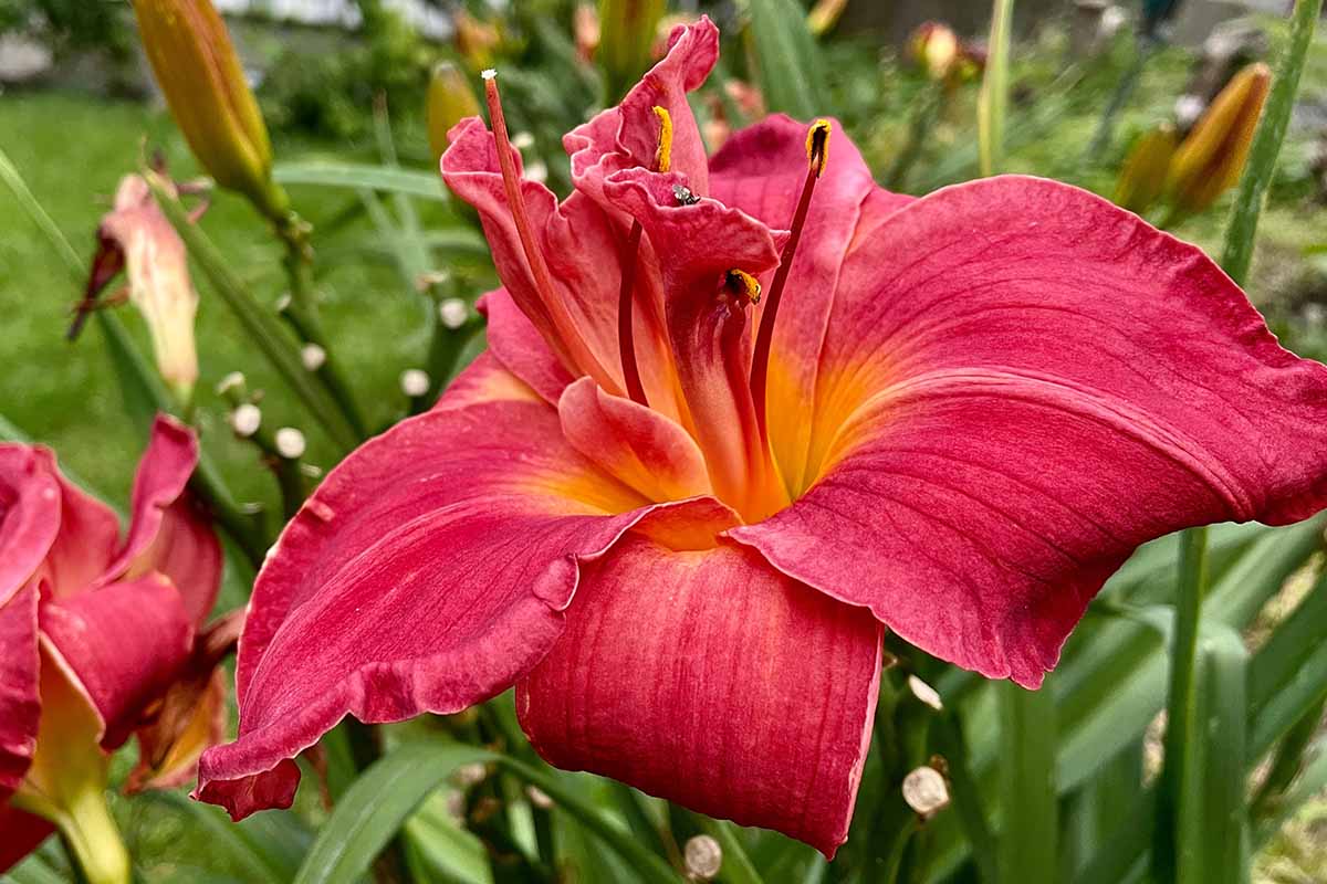 A horizontal close up shot of a bright red daylily growing in a garden.