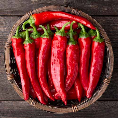 A square product photo of Red Ember Cayenne peppers lined up in a wooden bowl.