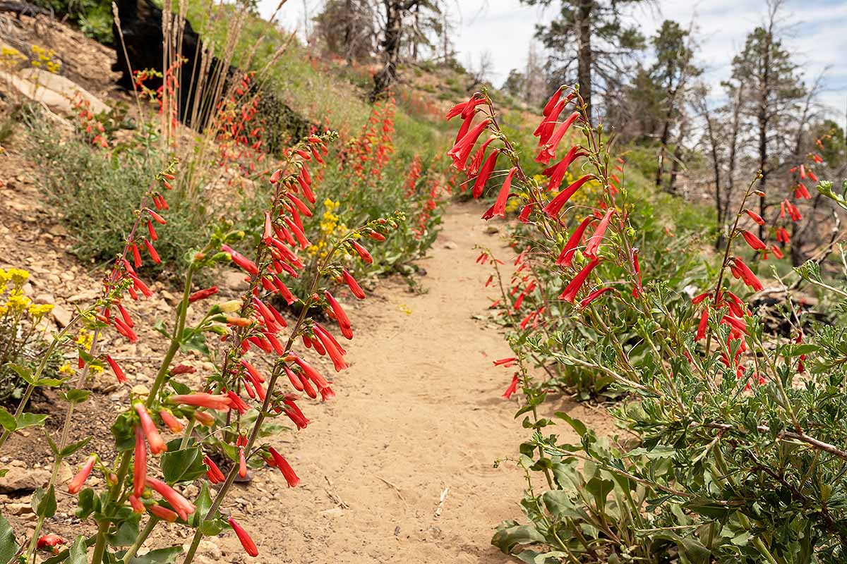 A horizontal photo of red penstemon lining either side of a dirt trail.