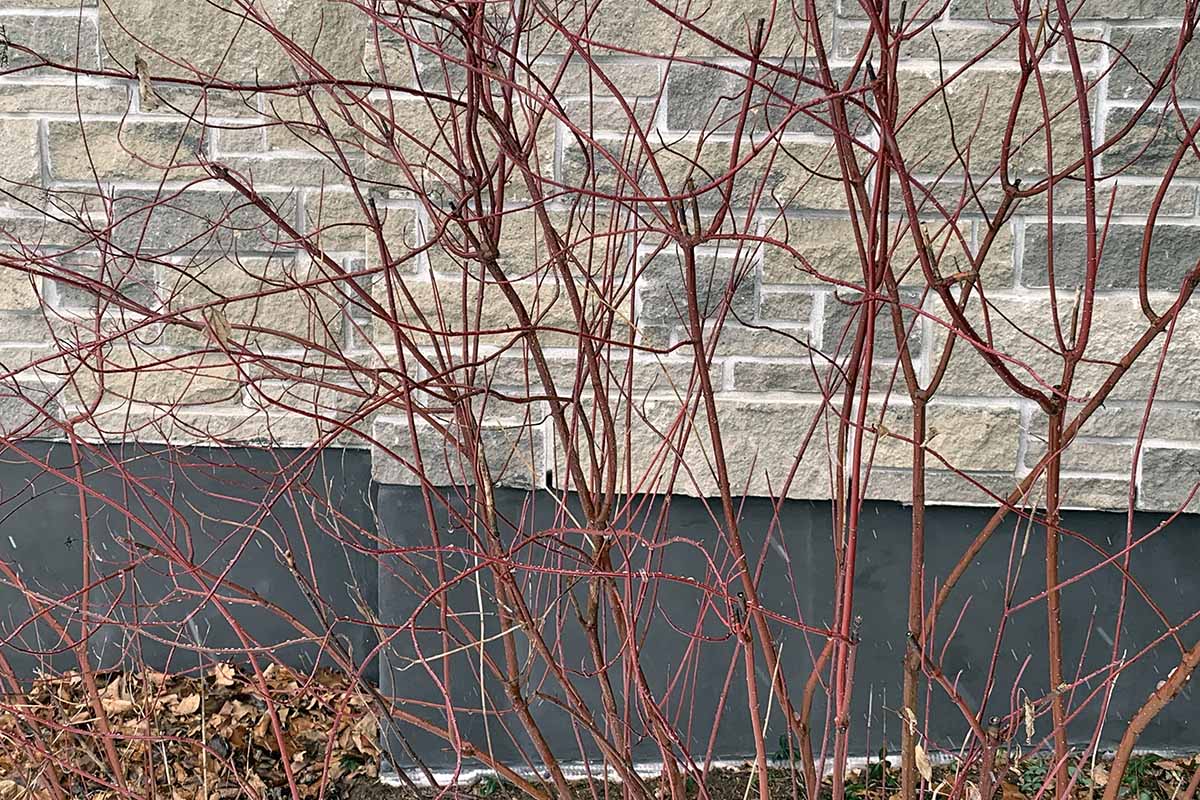 A close up horizontal image of the colorful red twig dogwood growing outside a stone building.
