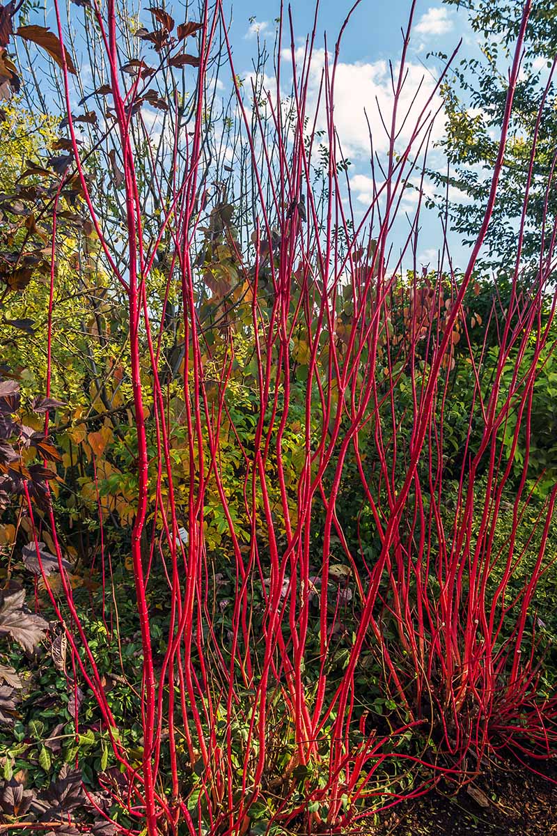 A vertical image of the bright red stems of a Siberian dogwood shrub growing in a garden border.
