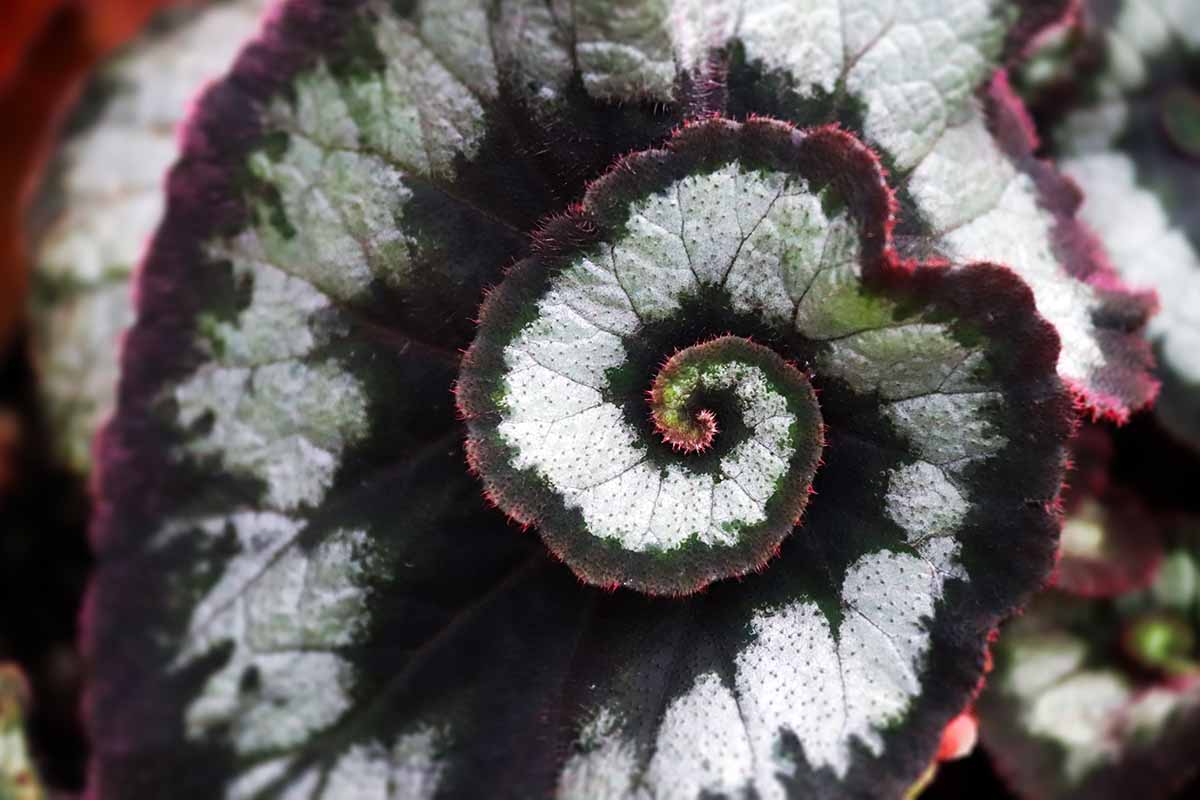 A close up horizontal image of the unusual coloring and pattern of a rex begonia escargot.