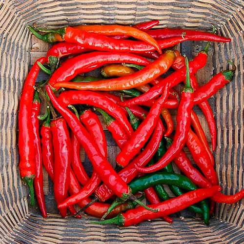 A square product photo of Ring of Fire peppers harvested and lying on the bottom of a wicker basket.