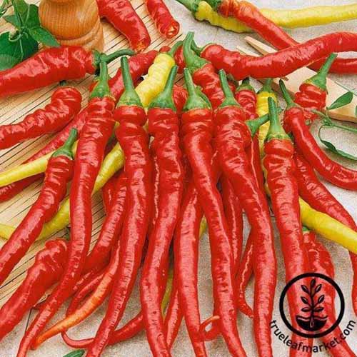 A square product photo of Ristra cayenne peppers lined up on a table.